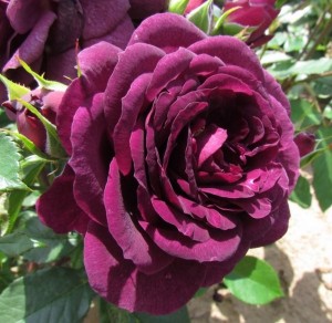 EBB TIDE (floribunda)